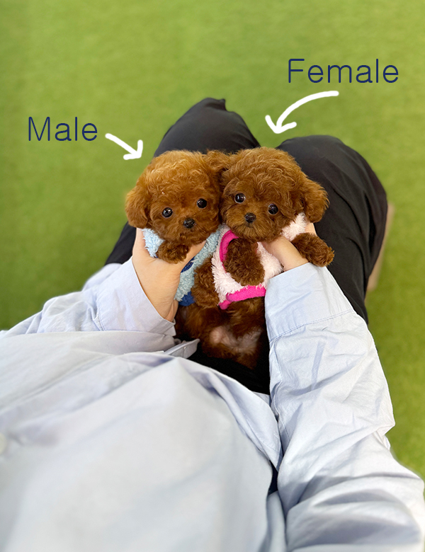 강아지 썸네일